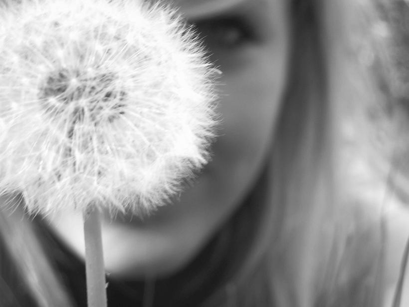 pusteblume.