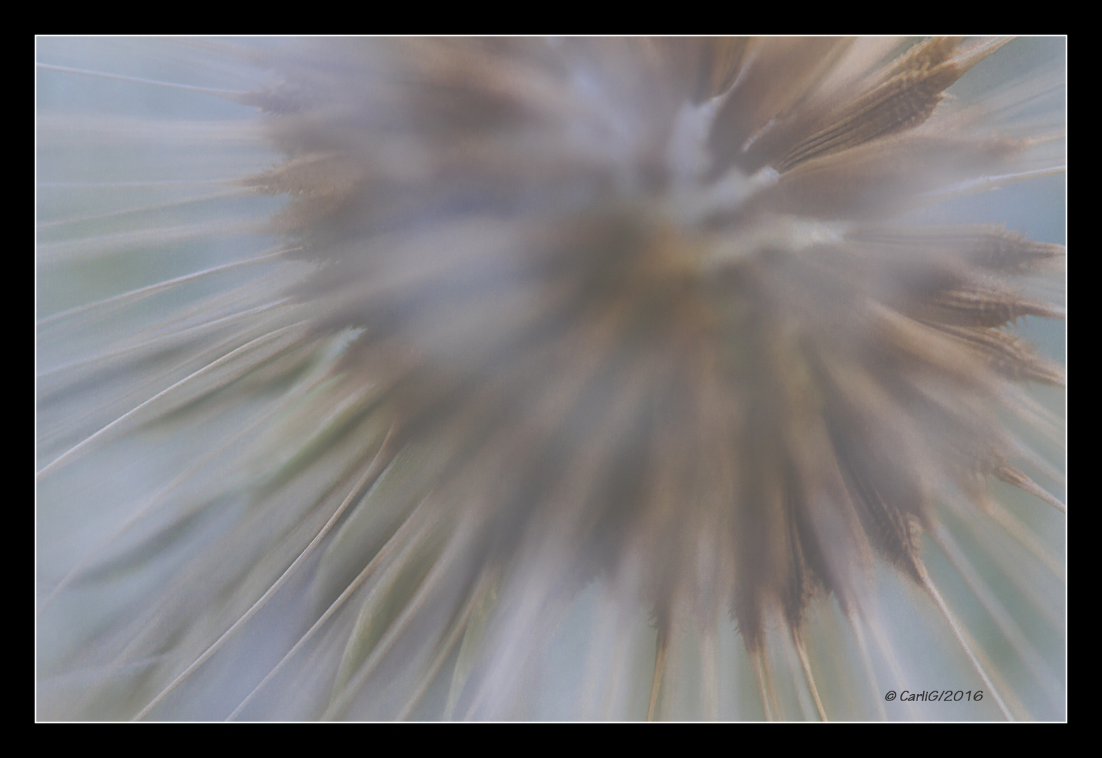 Pusteblume