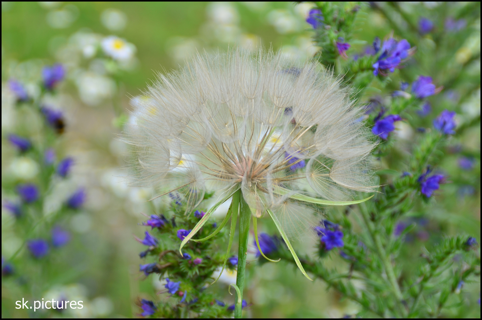 Pusteblume....