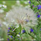 Pusteblume....