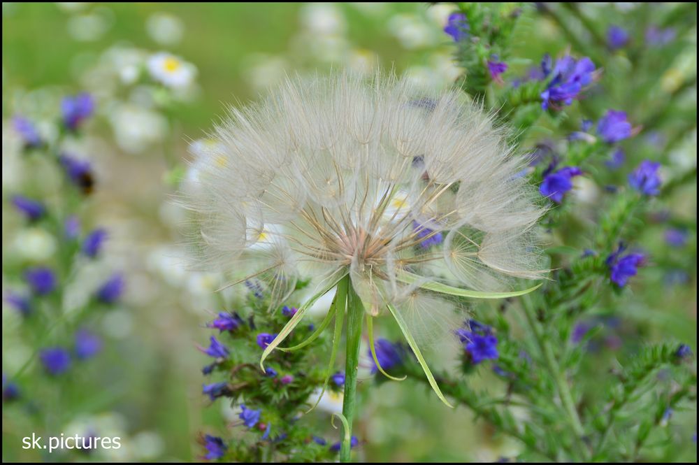 Pusteblume....