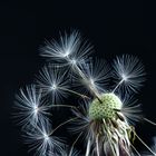 Pusteblume