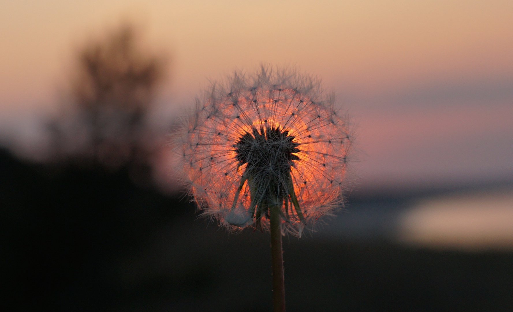 Pusteblume 