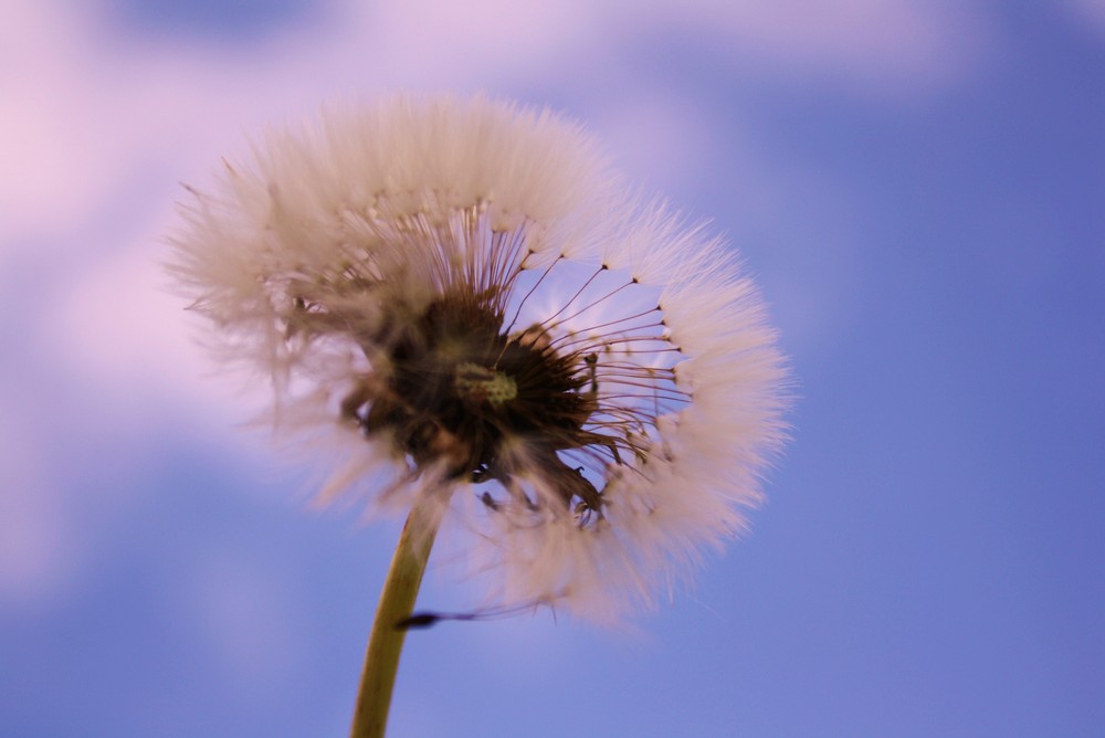 Pusteblume