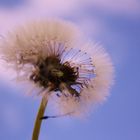 Pusteblume