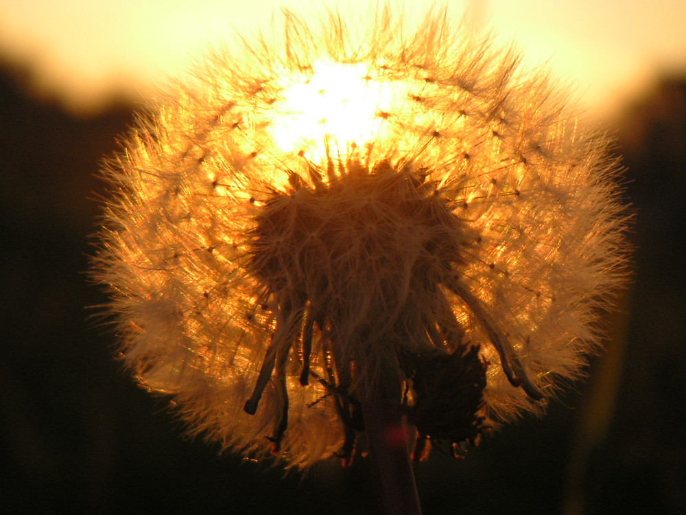 Pusteblume