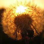 Pusteblume