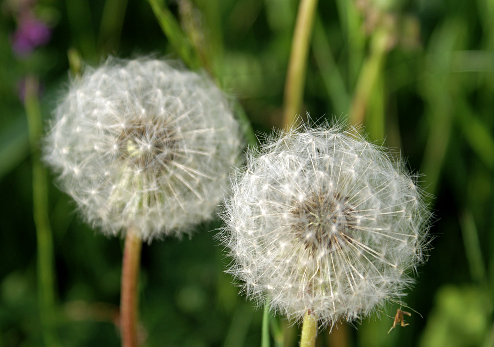 "PusteBlume"