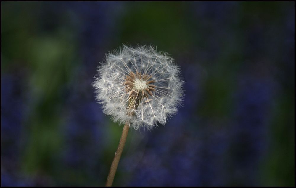 Pusteblume....