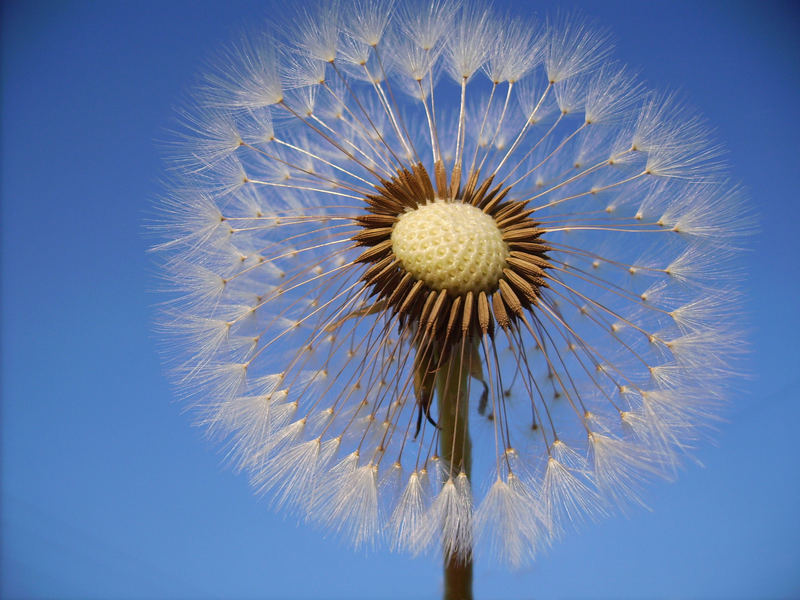 Pusteblume