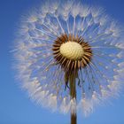 Pusteblume