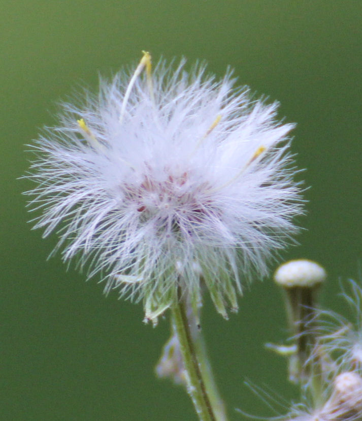 Pusteblume