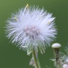 Pusteblume