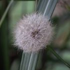 Pusteblume