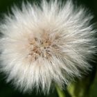 Pusteblume