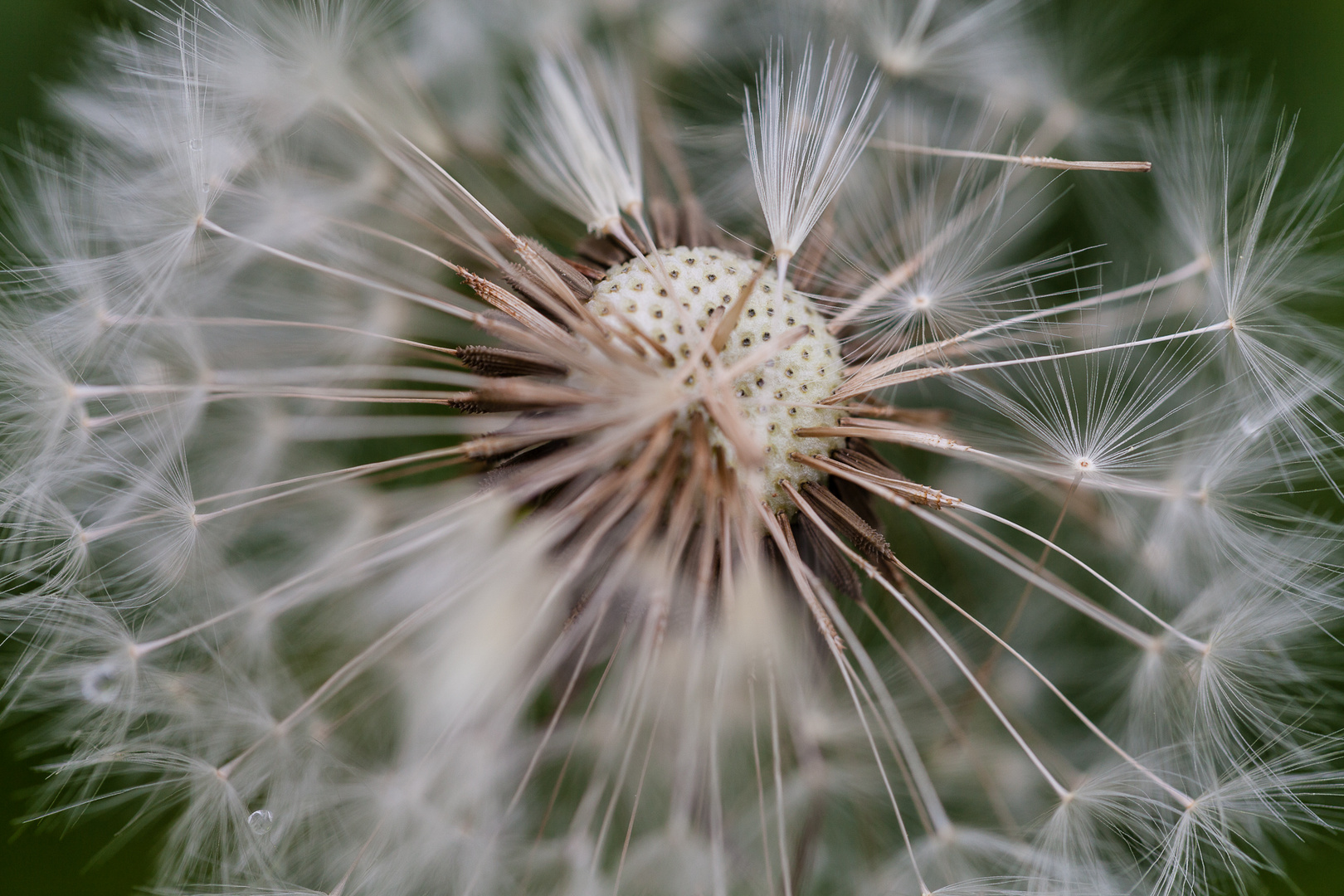 Pusteblume