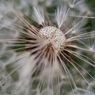 Pusteblume