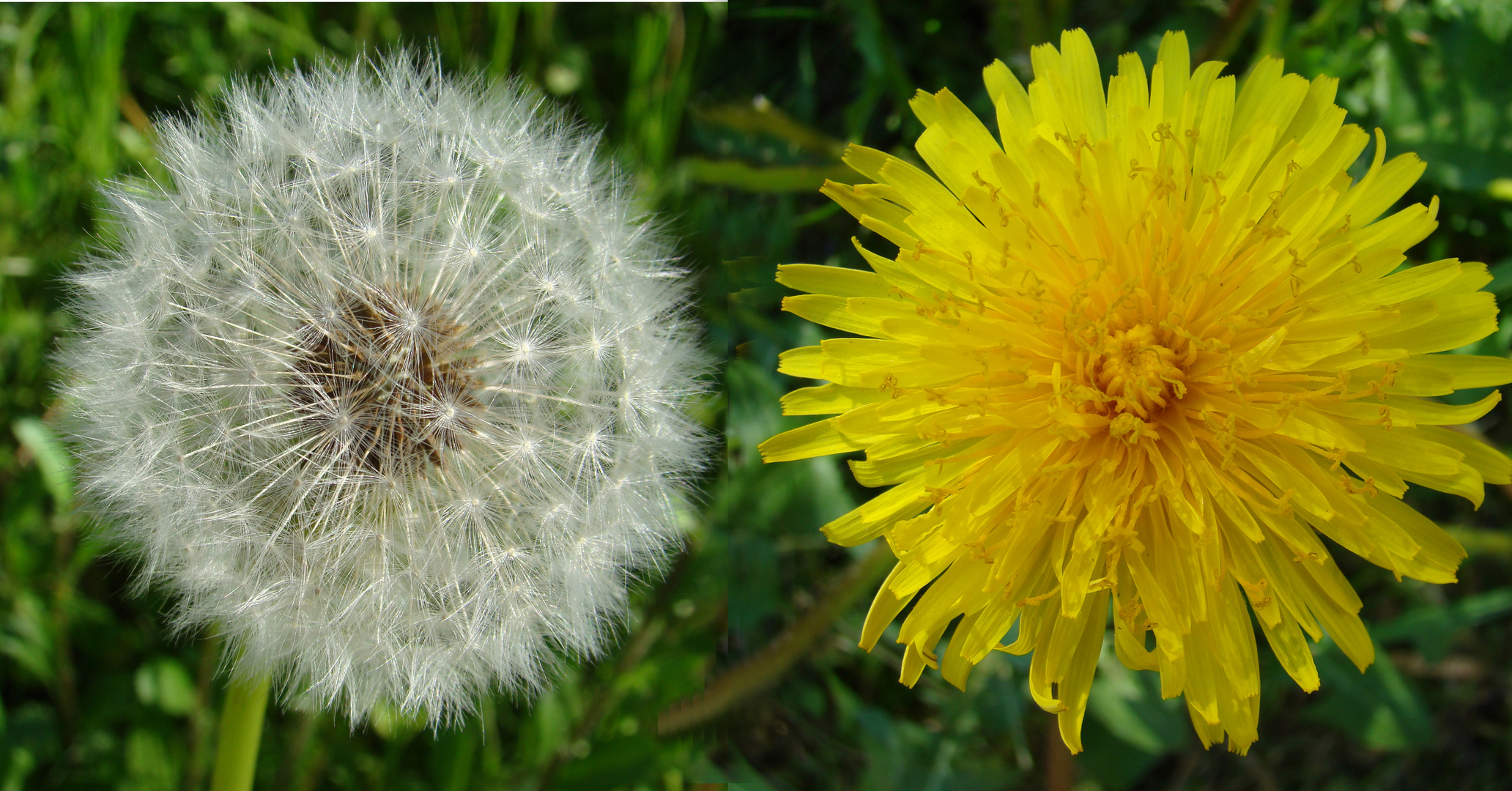 Pusteblume