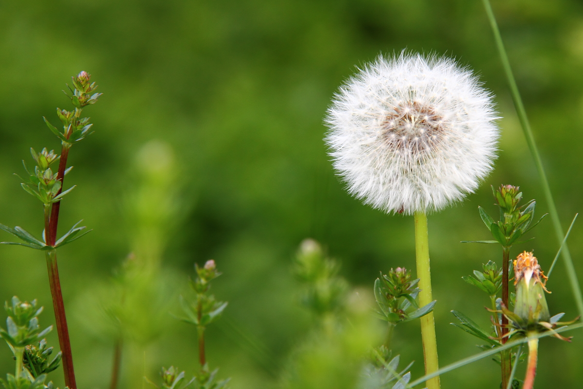 Pusteblume