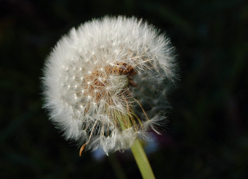 Pusteblume