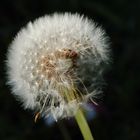 Pusteblume