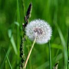 Pusteblume