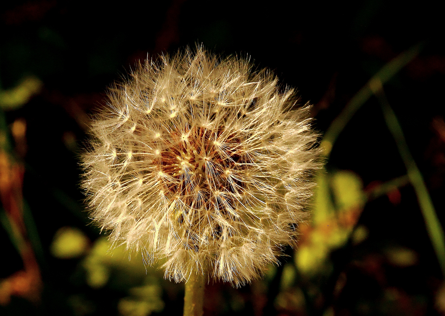 Pusteblume...