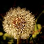 Pusteblume...