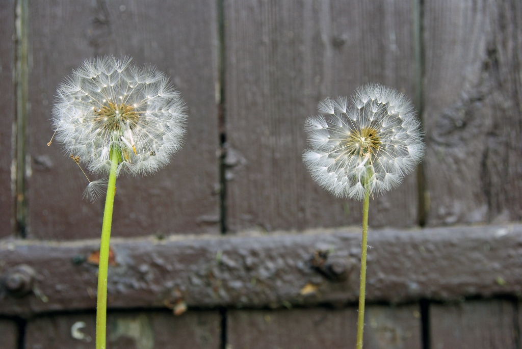 Pusteblume