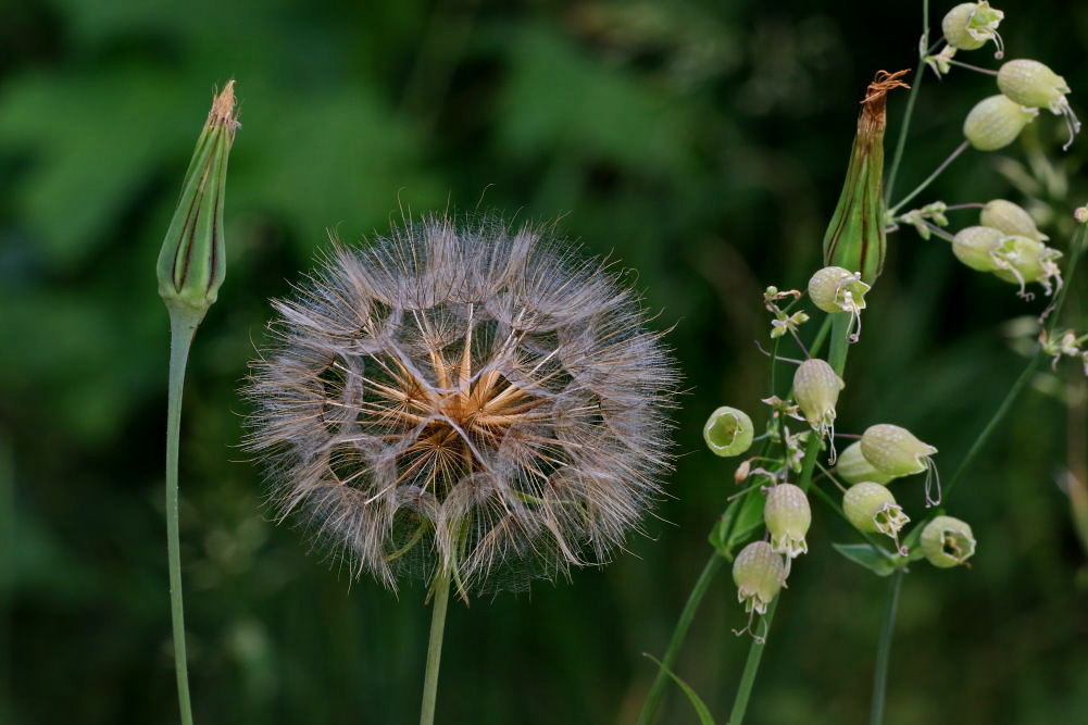 Pusteblume