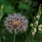 Pusteblume