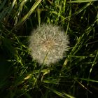 Pusteblume