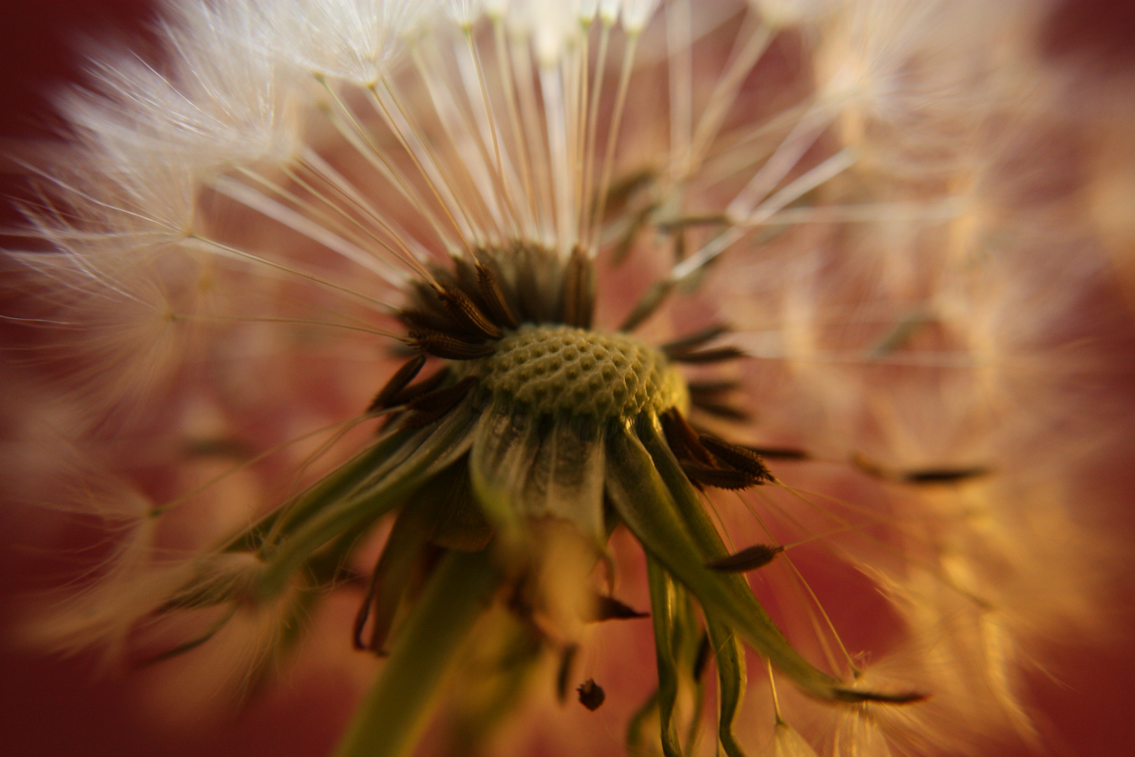 Pusteblume