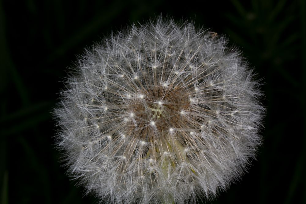 Pusteblume