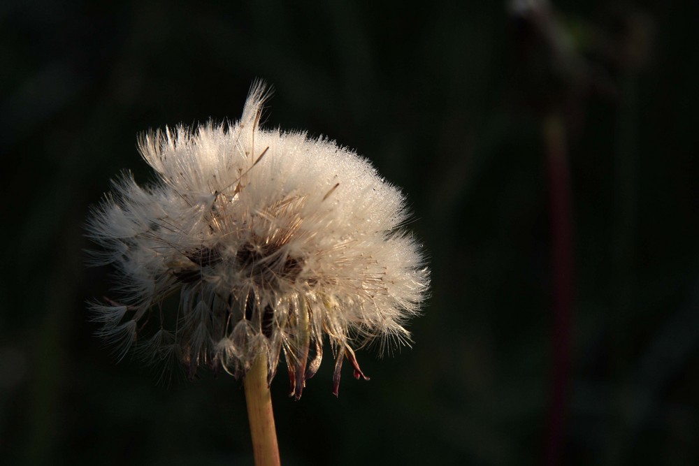 Pusteblume.....