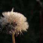 Pusteblume.....