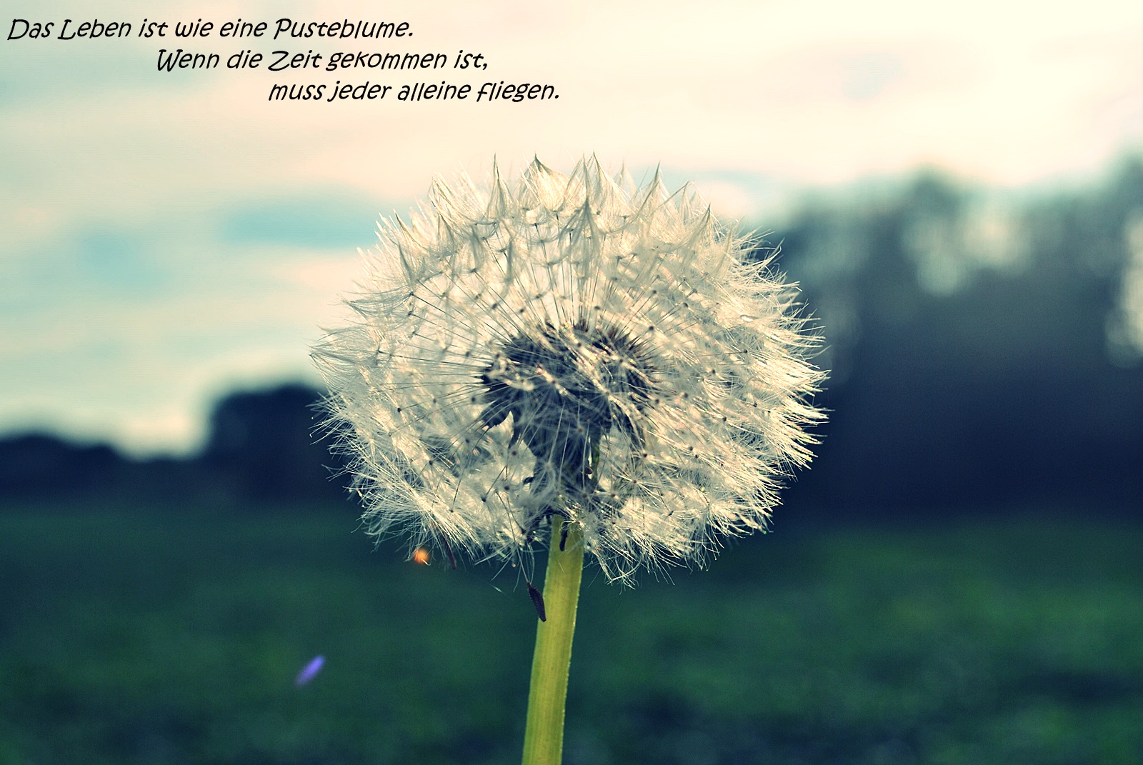 Pusteblume