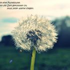 Pusteblume