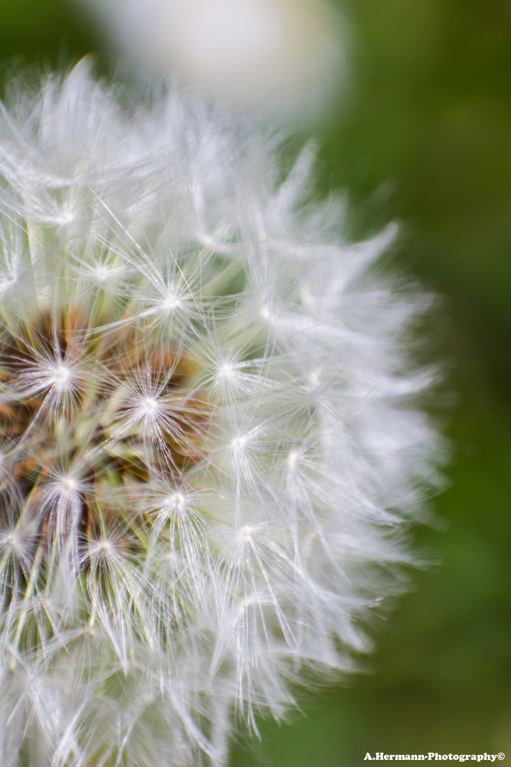 Pusteblume