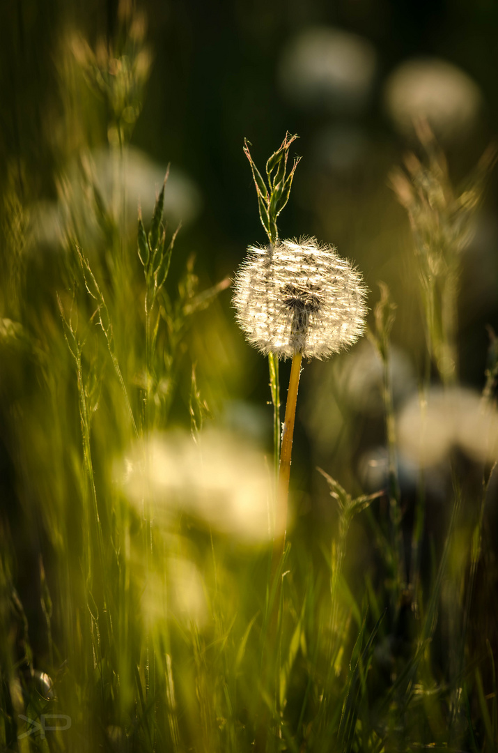 Pusteblume