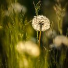 Pusteblume