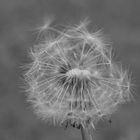 Pusteblume