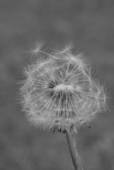 Pusteblume