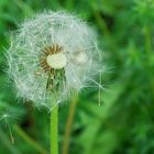 Pusteblume