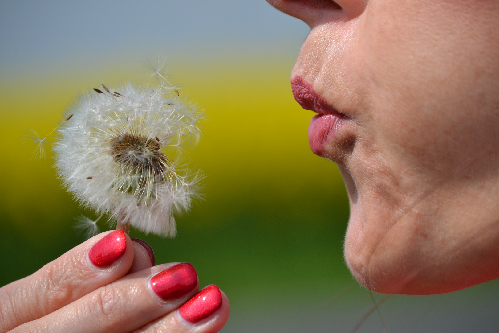 pusteblume