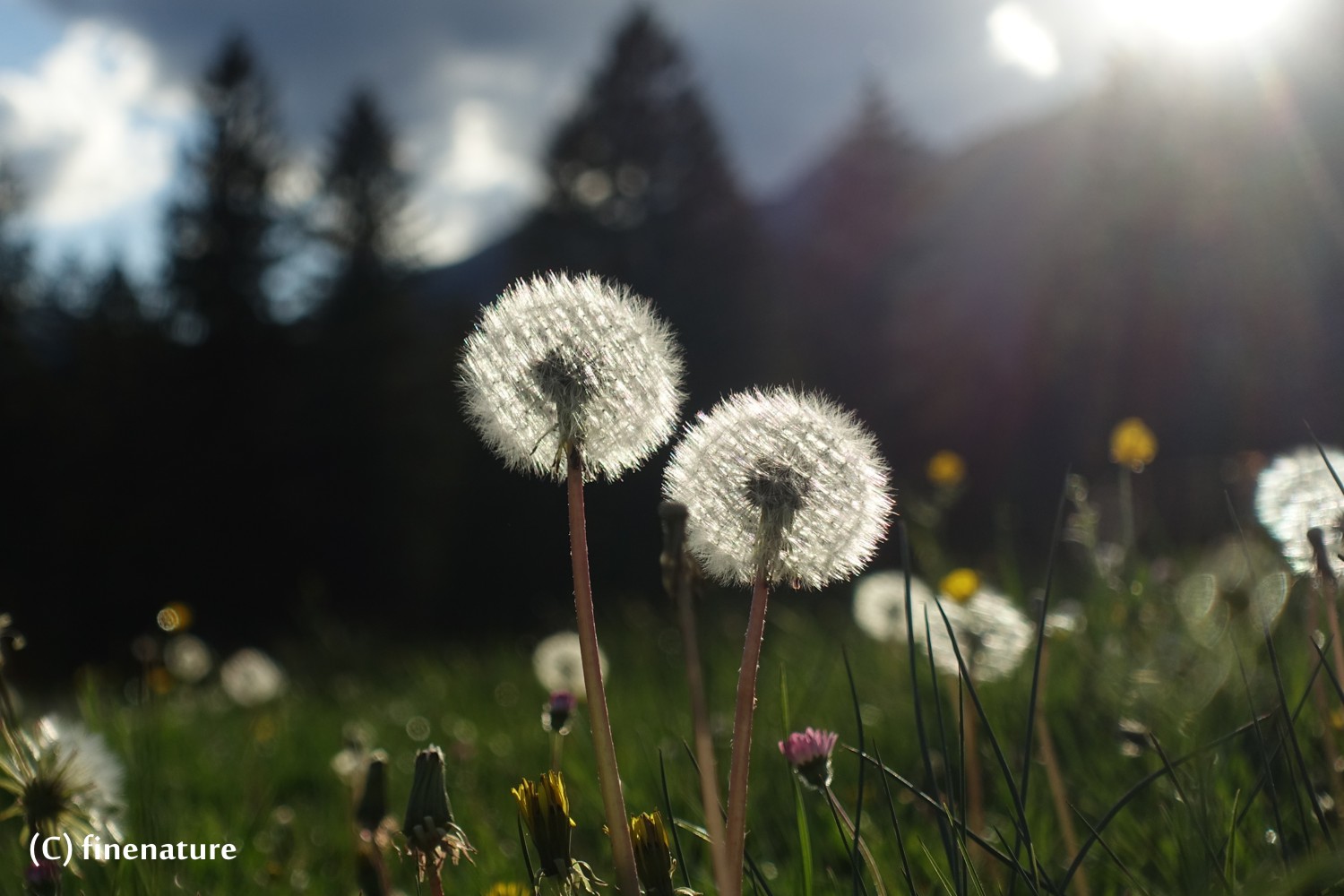 Pusteblume