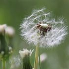 Pusteblume