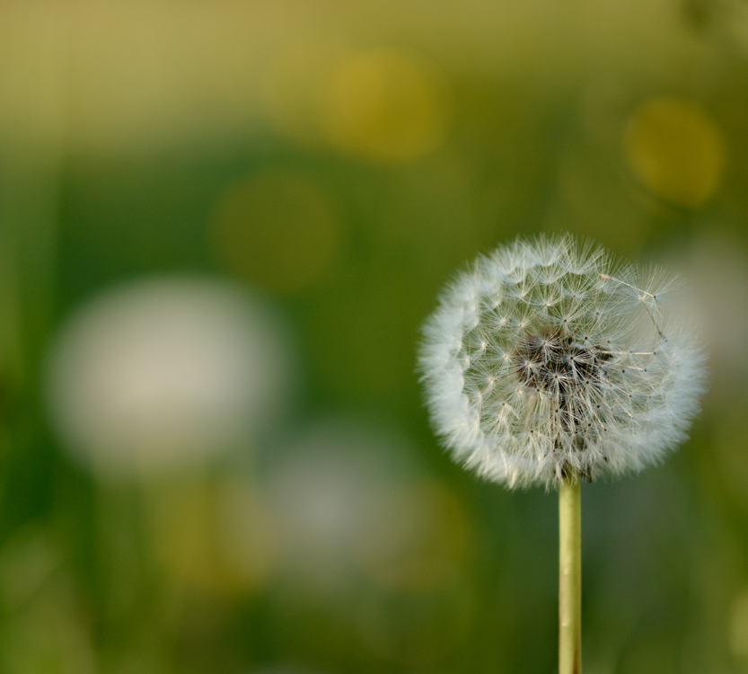 Pusteblume