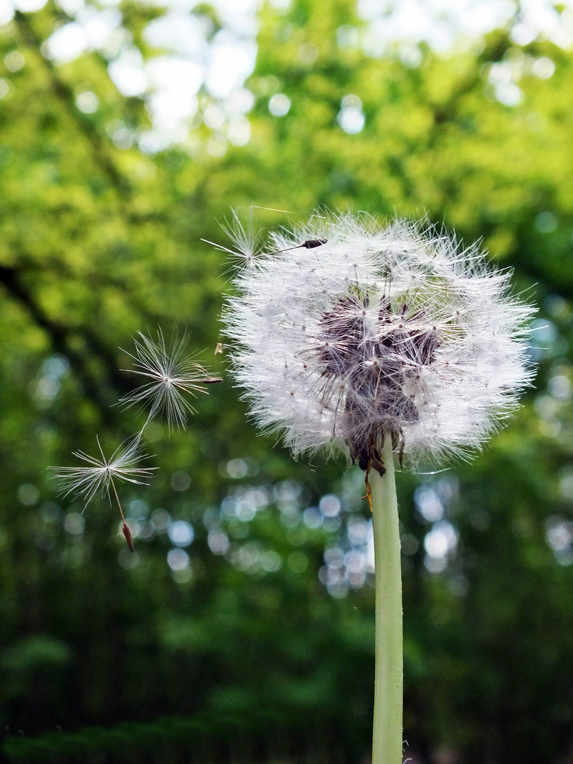 Pusteblume :)