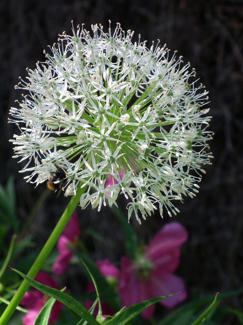 Pusteblume ;-)